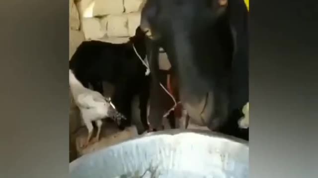 Goat eating fish..😂 unbelievable video