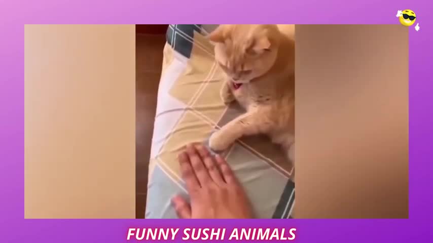 SUPER ANGRY CAT FUNNY COMPILATION 2022