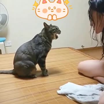 Cat sounds.... 😸😸