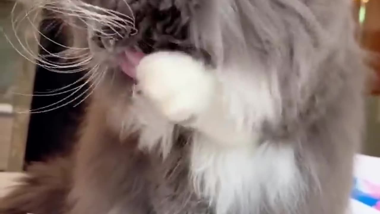 Dog and cat funny video