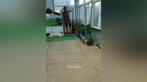 Funny animals - Funny cats _ dogs - Funny animal videos 2023 Happy pets