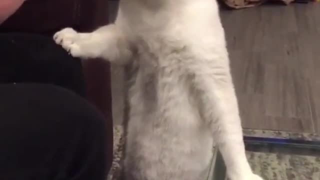 love cats
