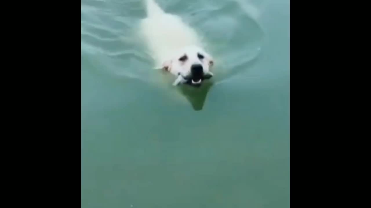 The dog swimming in the pond and caught fish