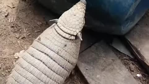 see what this armadillo peba did to eat