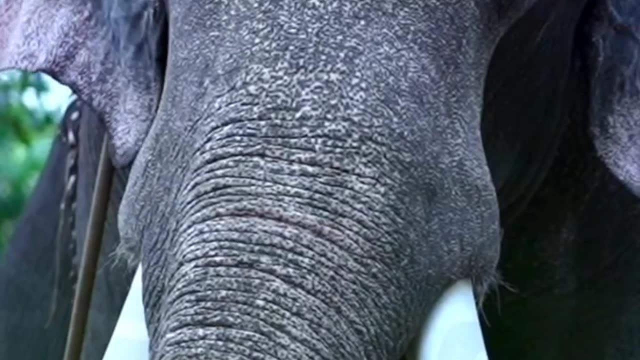 പാമ്പാടി രാജനെ കാണാൻ ക്ലാസ് കട്ട് ചെയ്ത ഫാൻ ഗേൾ _Fan power of Pambadi..