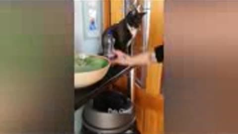 funny video animals