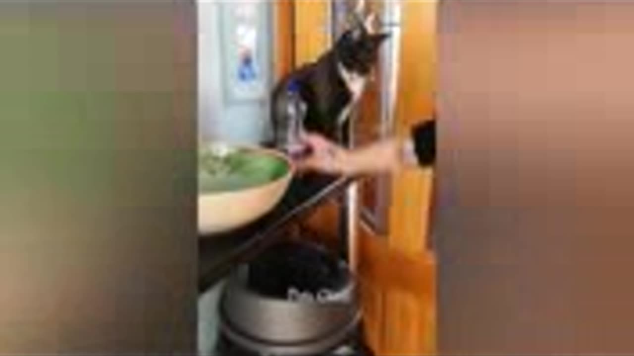 funny video animals
