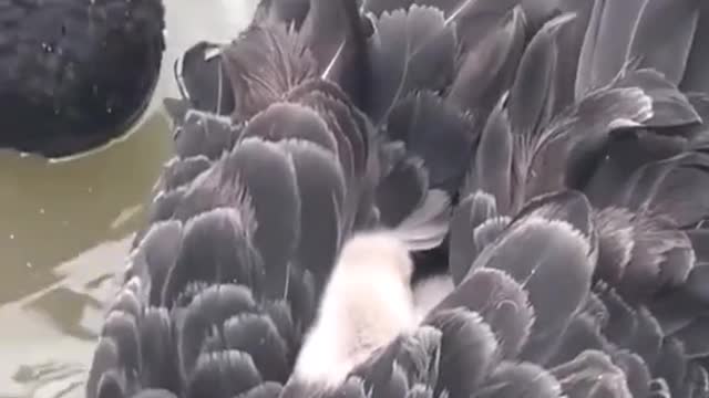 Baby swan hiding on mother's back.