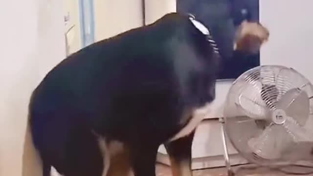 It’s so funny 😅😅#dog #dogsoftiktok #funny #funnyvideos