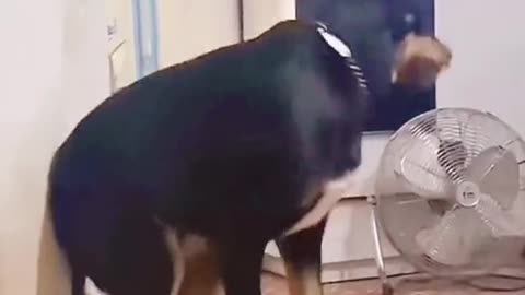 It’s so funny 😅😅#dog #dogsoftiktok #funny #funnyvideos