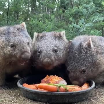 Wombat family