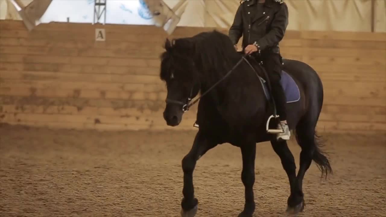 Beautiful dark horse rides sticking out his tongue in the arena on a ranch with a rider