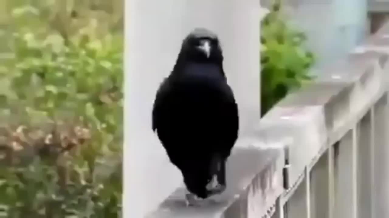 Crow's Cat Walk