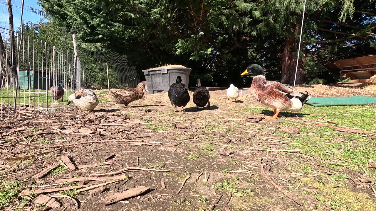 Treat time for the Ducks