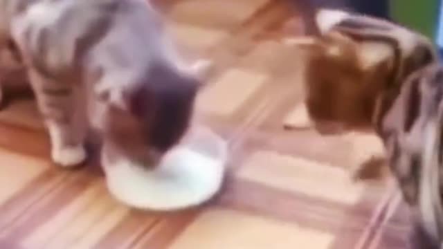 Exclusive treatment of unhappy, funny cat videos