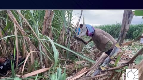 Sugar producers, nagpapasaklolo sa gobyerno sa gitna ng pagbaba ng presyo ng asukal