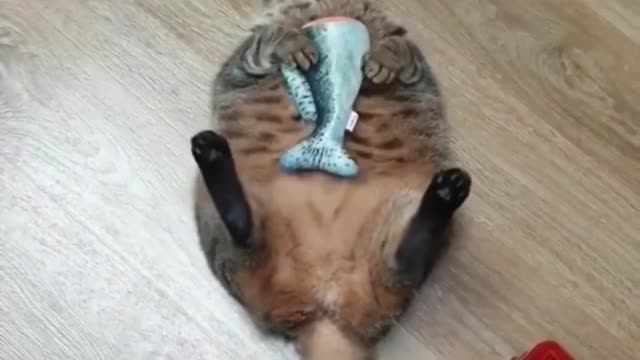 Fat Cat Runs Out Of Stamina