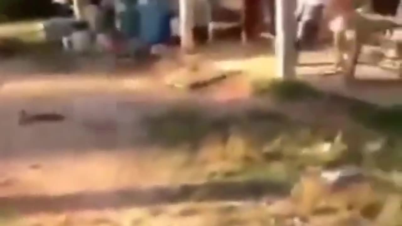 Try not to laugh�� Funny animals��‖ #shorts #funnyvideos-(1080p)