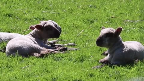 Three little sheep sitting until his mother comes