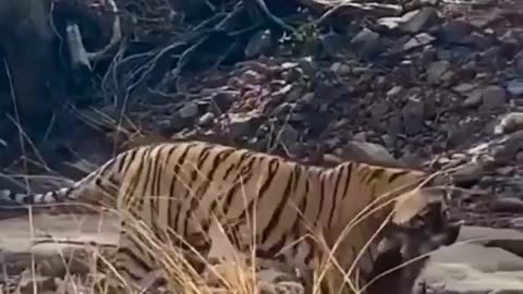 Wildlife in closer view with a natural perspective.
