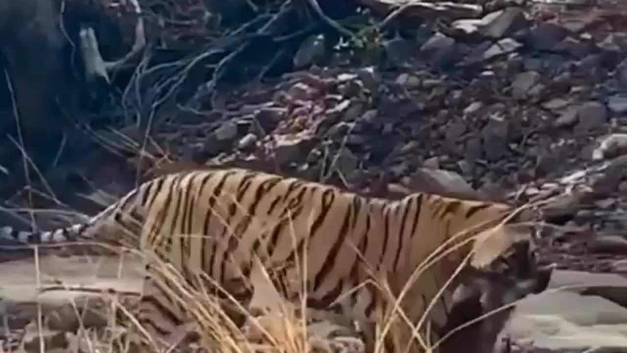 Wildlife in closer view with a natural perspective.