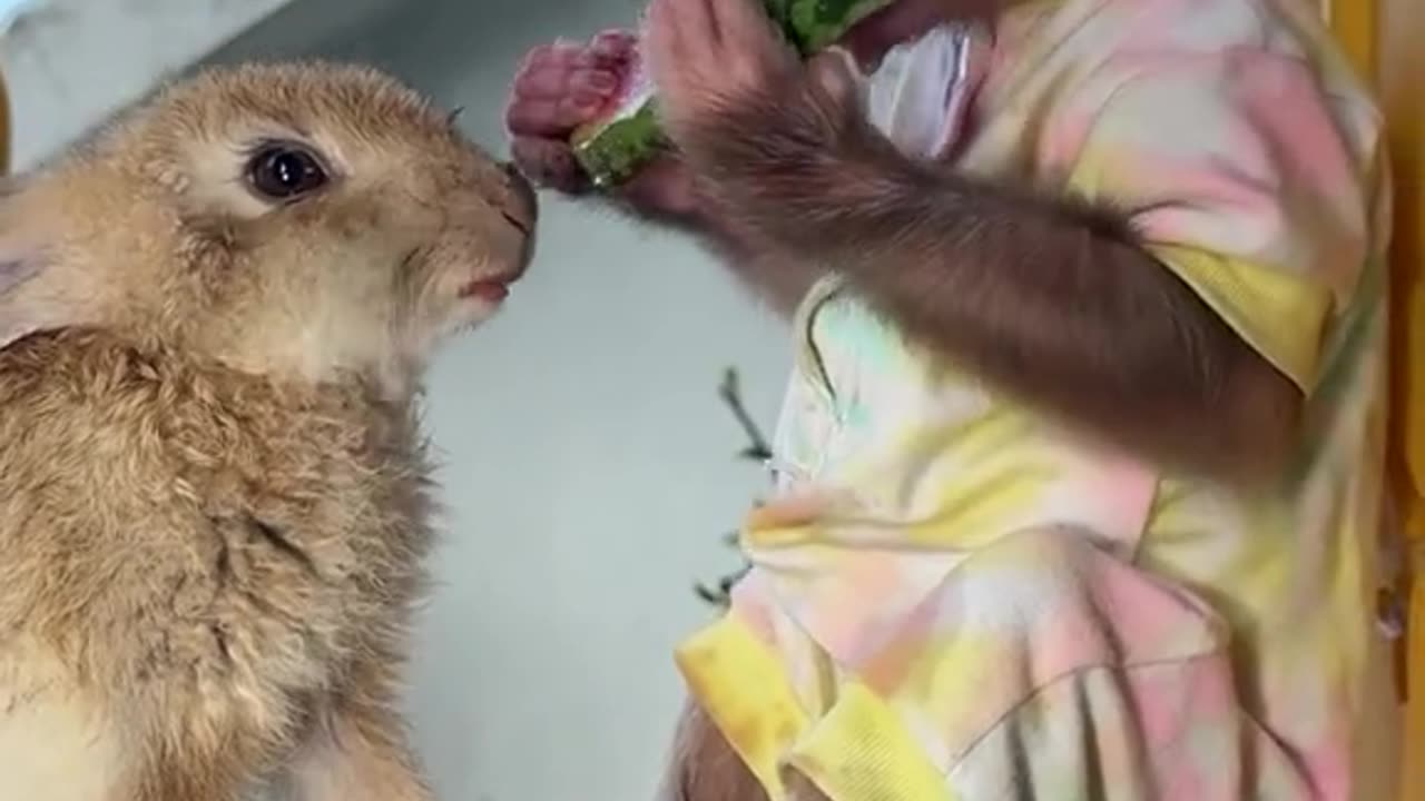 Monkey and Bunny Eat Watermelon on the Slide - Fun and Refreshing!