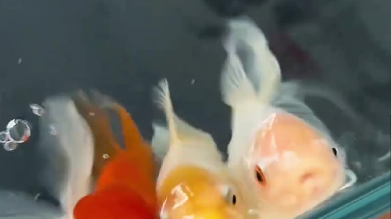 Is this normal if I feed five meals a day? Is this normal for a novice fish farmer?