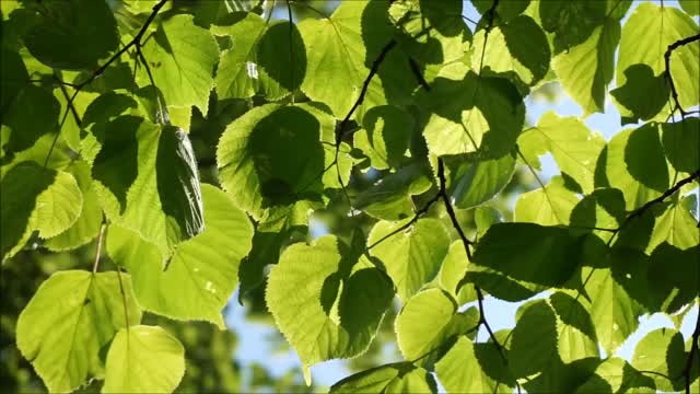 The light wind blows the leaves