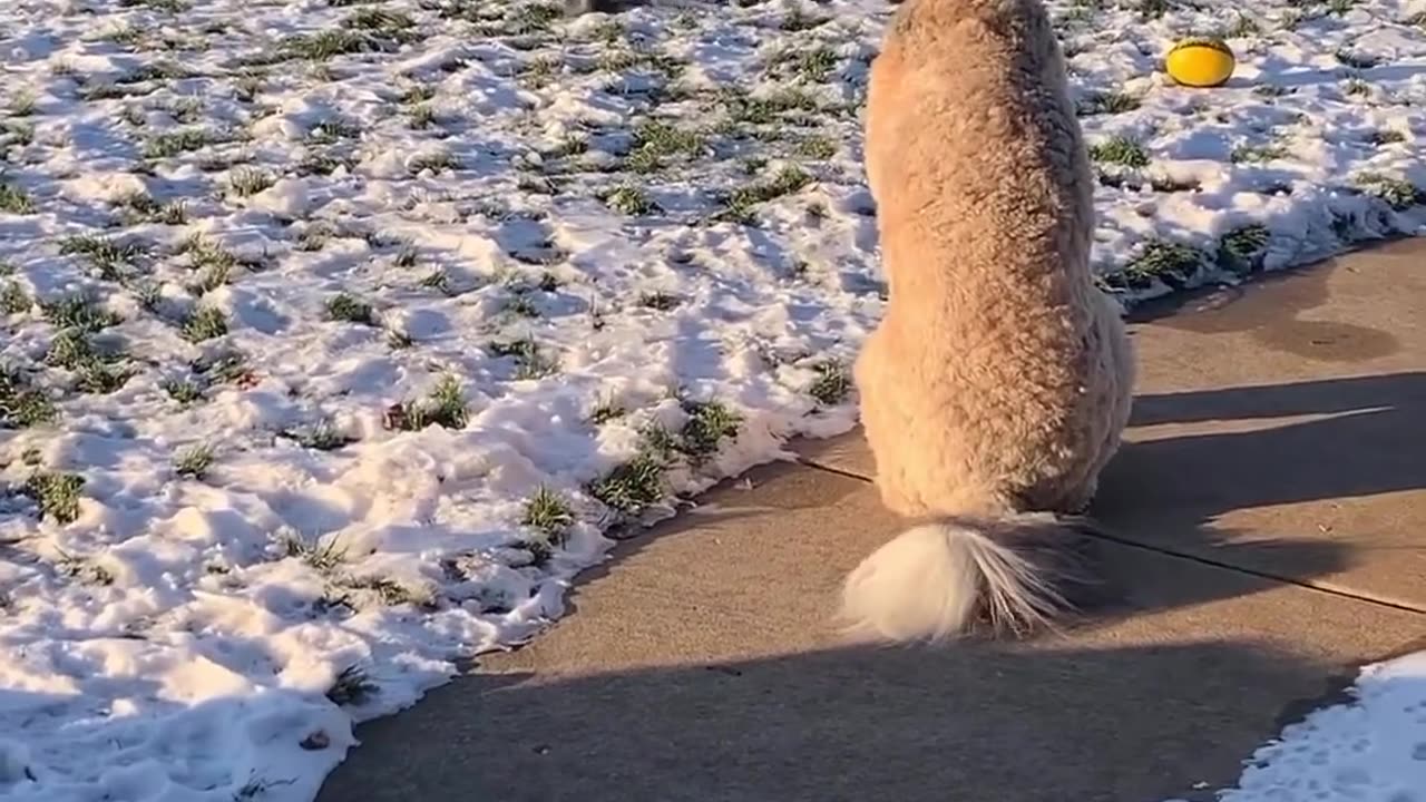 The do didn't wanna let him go