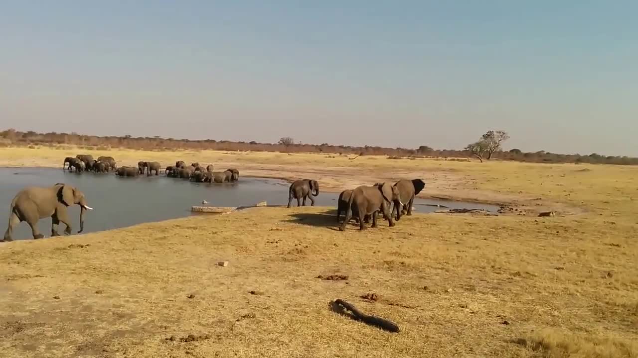 Elephants charge Crocodiles