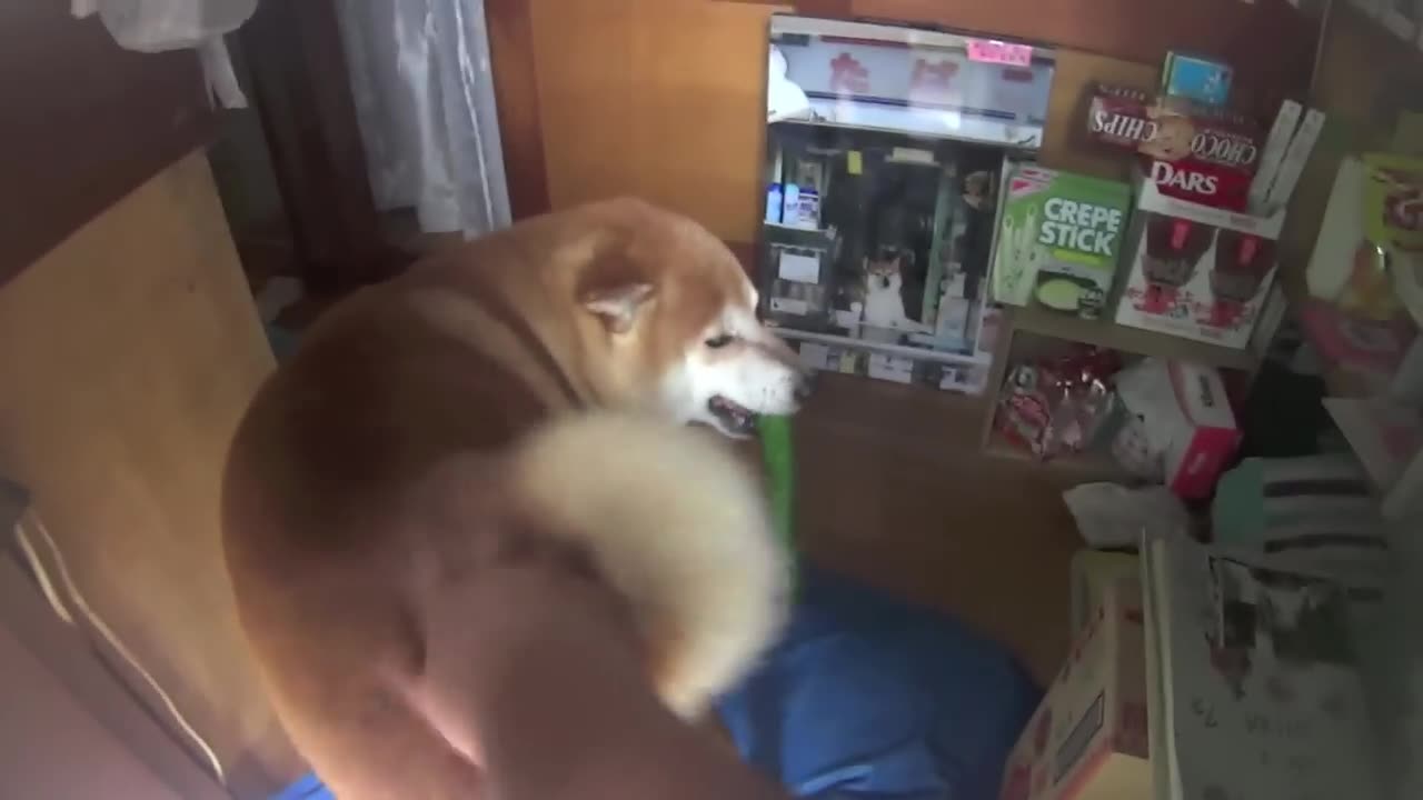 Funny Shiba Inu