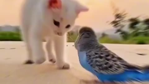 Cat and birds