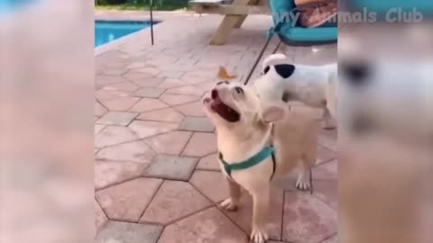 Funny Animal