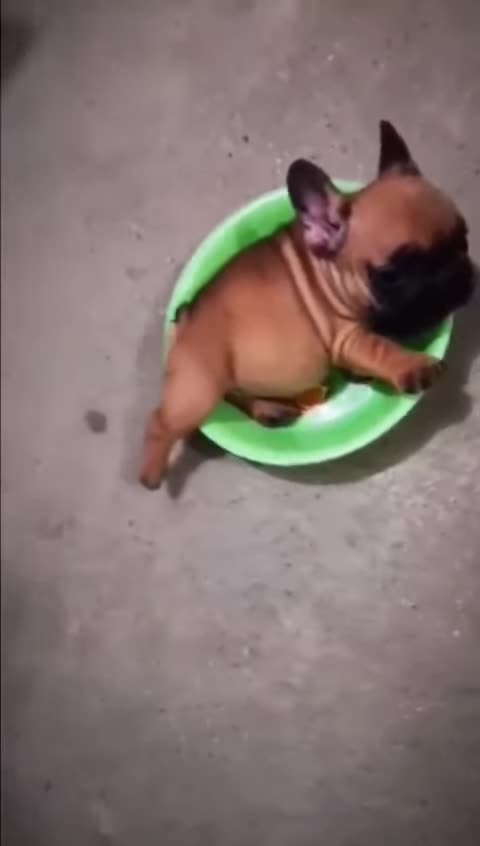 Cute cat funny comedy scenes 🤣🤣