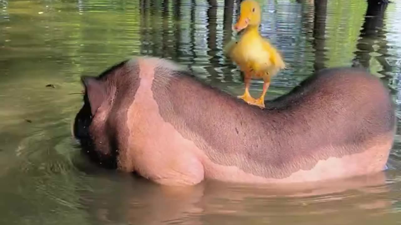 Bajie diving cute pet pig