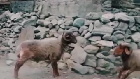 Real Animal Fight