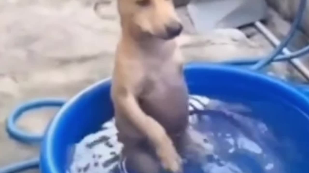 Funny dog video bathing in dub