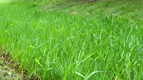 Wind Blowing Through Tall Grass | Relaxing Sounds