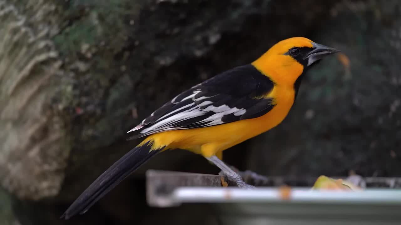 New world Orioles bird