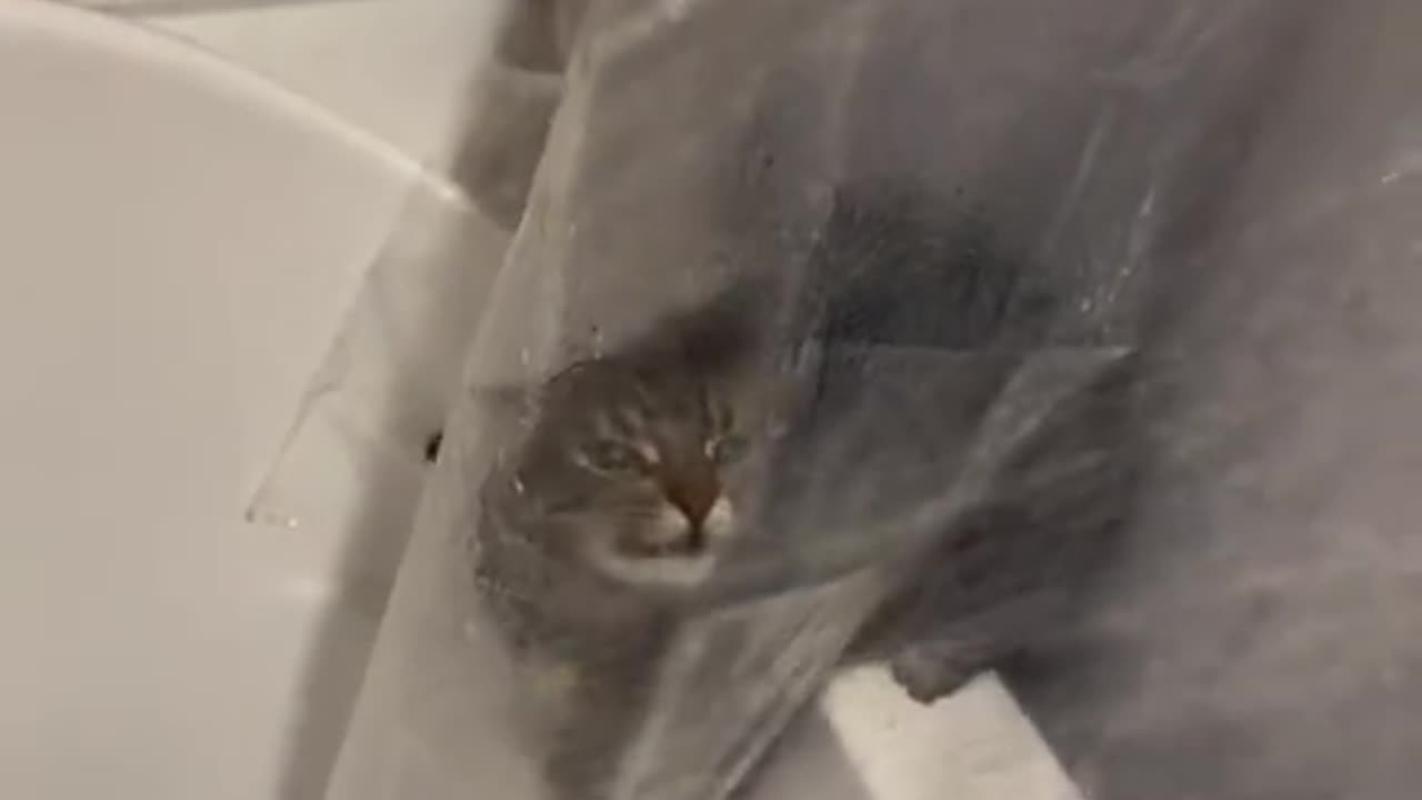 "Voiceover Critters: Hilarious Animal Dubbing Delights"