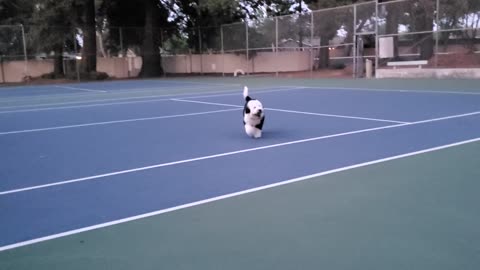 Get the ball!