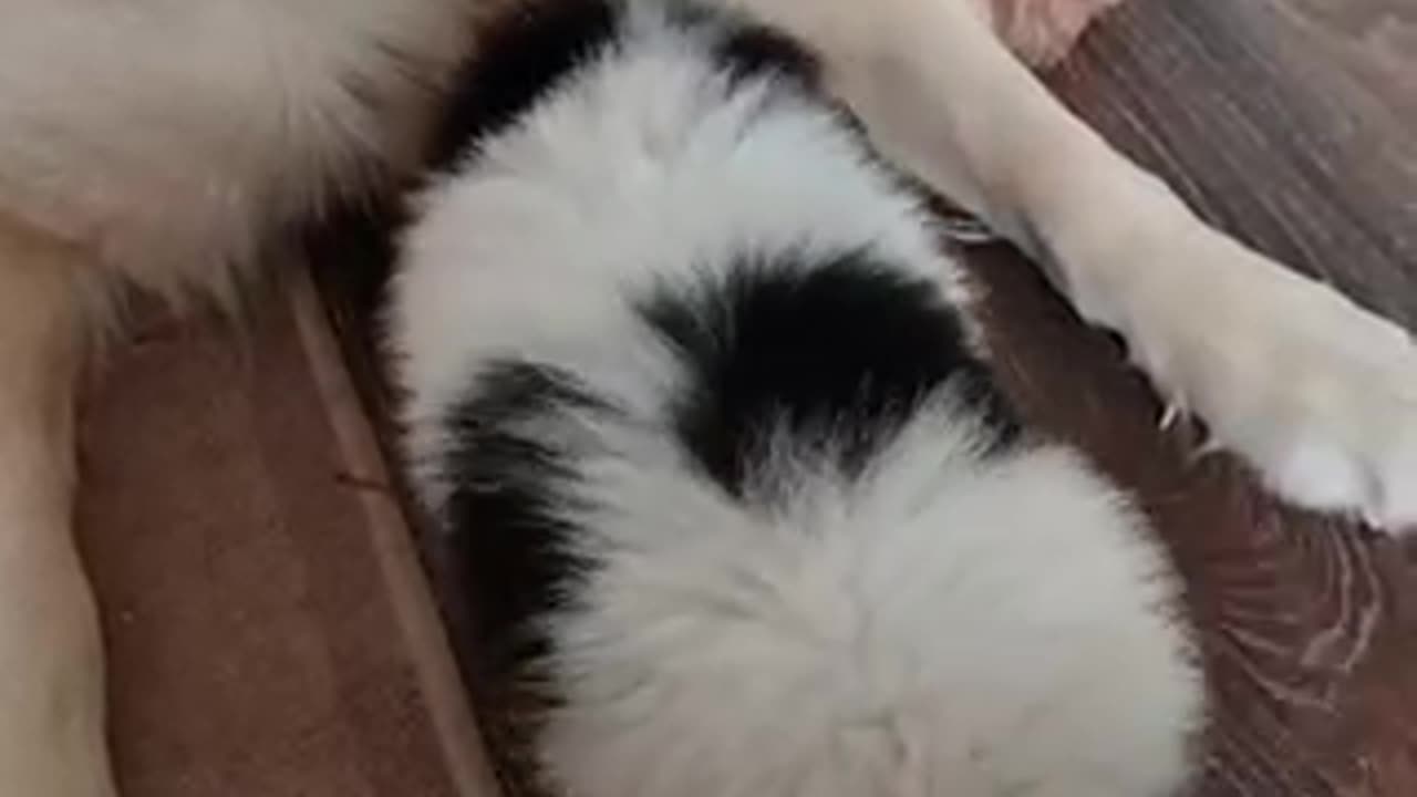 My dogs Nero and Aya #3