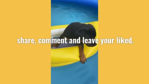 FUNNY COMPILATION (ANIMAL WORLD)