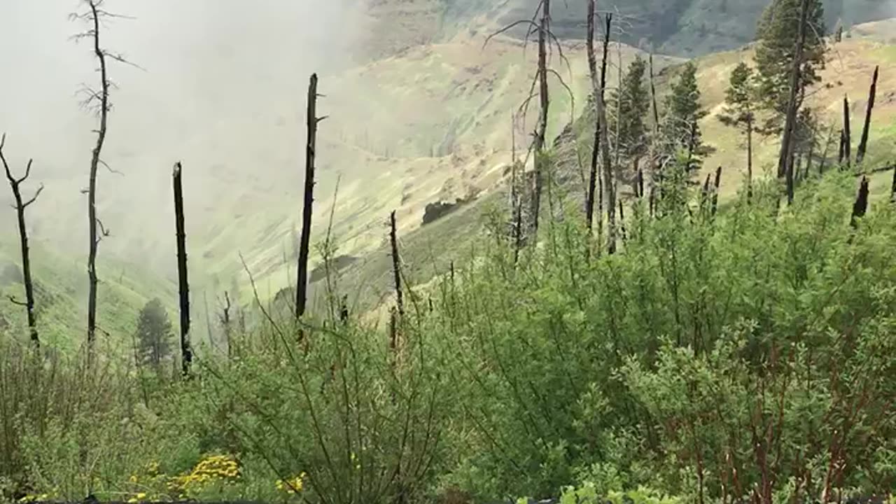 Beautiful rolling mountain mist 6900 feet elevation