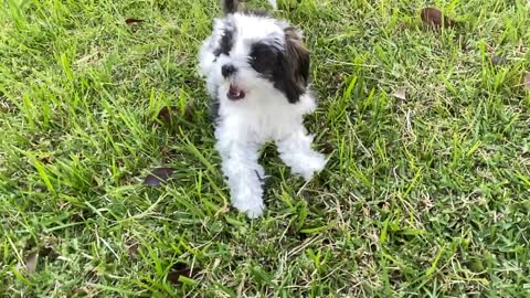 5 month old Maltese Shih-Tzu wont stop chewing grass, leaves sticks! HELP