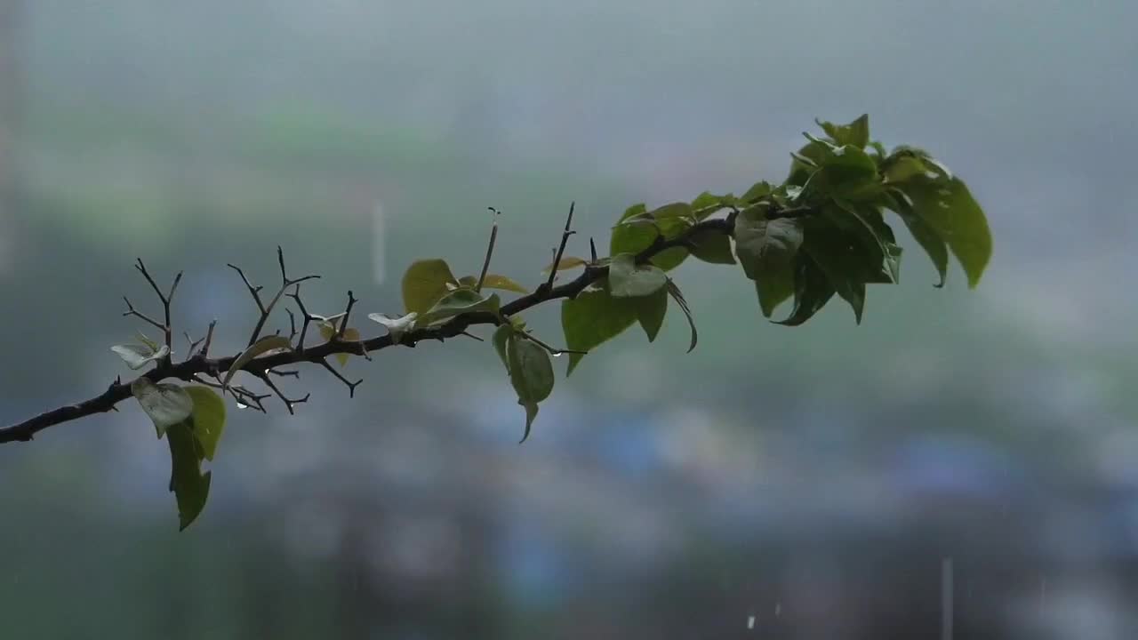 Thorny Plant Soaking Wet In Rain Water