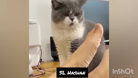 funny vedio cat part1