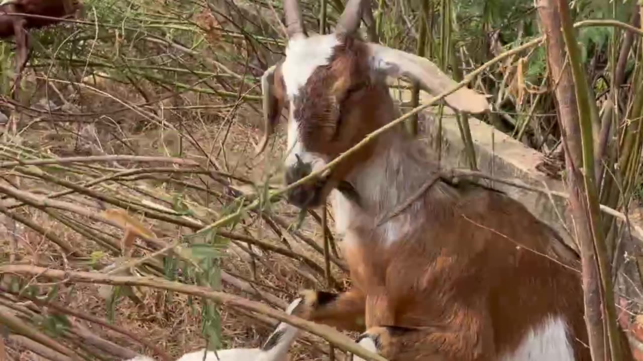 beautiful clip with cute goat2