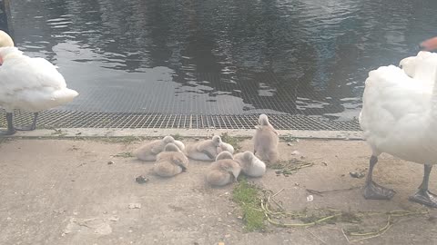 Swan family