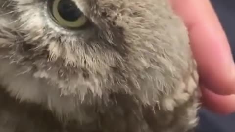 Best Funniest Animal Video #2